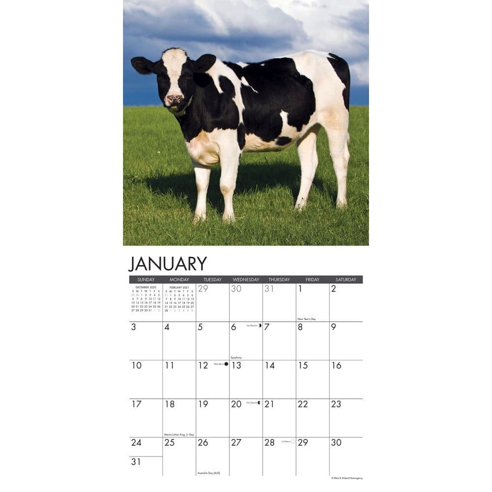 Cows Wall Calendar