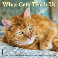 image Cats What Cats Teach Us 2026 Mini Wall Calendar Main Image