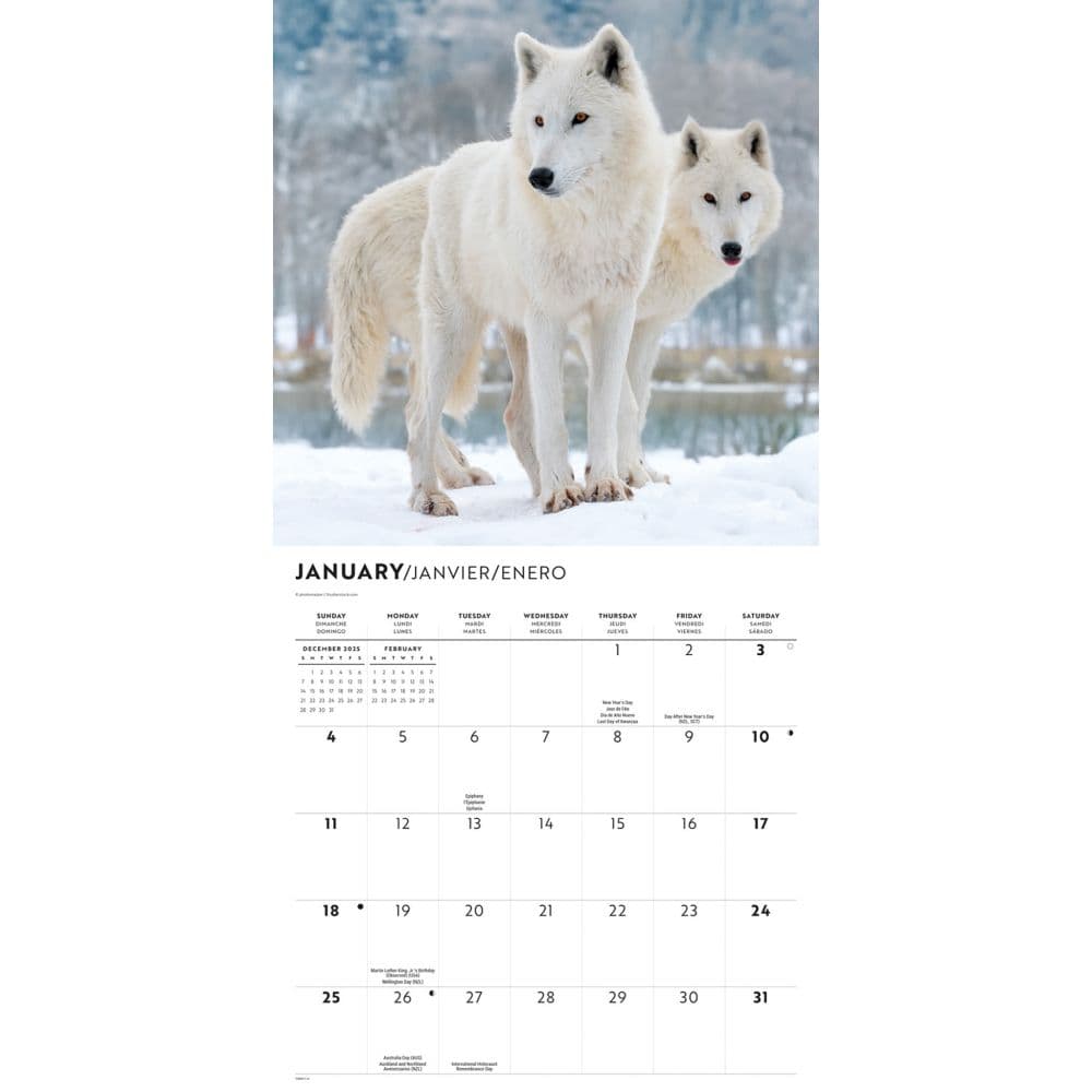 Wolves Special Value 2026 Wall Calendar Second Alternate Image