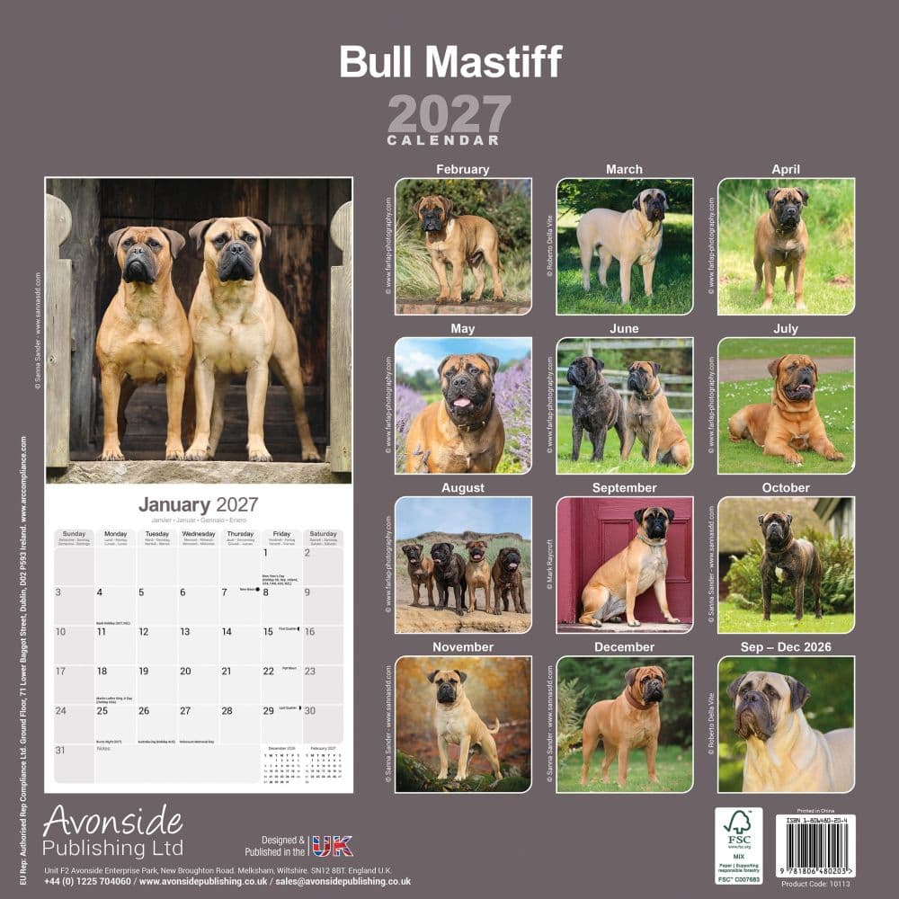 Bull Mastiff 2027 Wall Calendar First Alternate Image