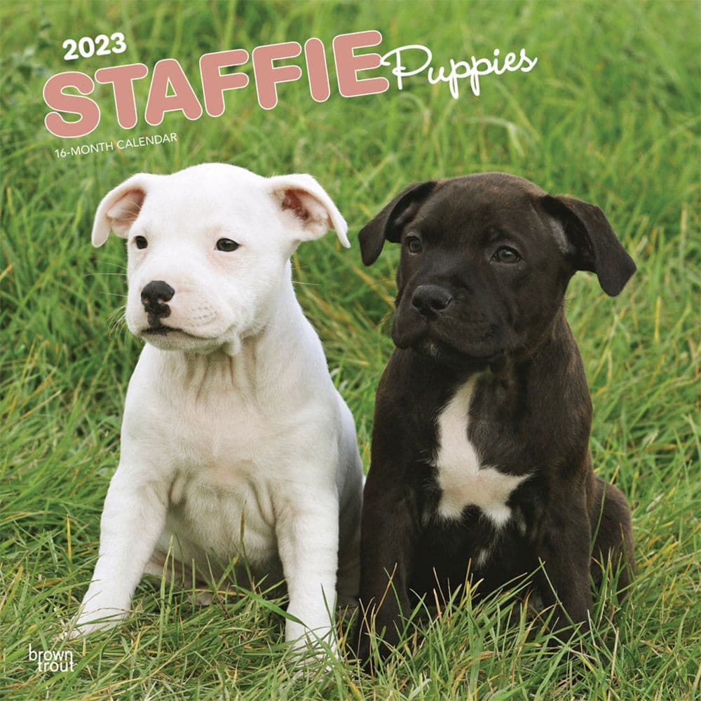 BrownTrout Staffordshire Bull Terriers Puppies 2023 Wall Calendar
