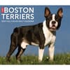 image Just Boston Terriers 2025 Desk Calendar Main Image