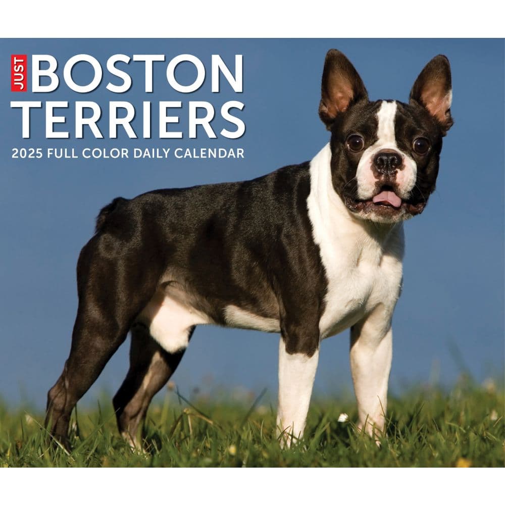 Just Boston Terriers 2025 Desk Calendar