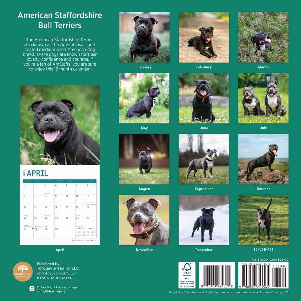 American Staffordshire Bull Terriers 2025 Wall Calendar