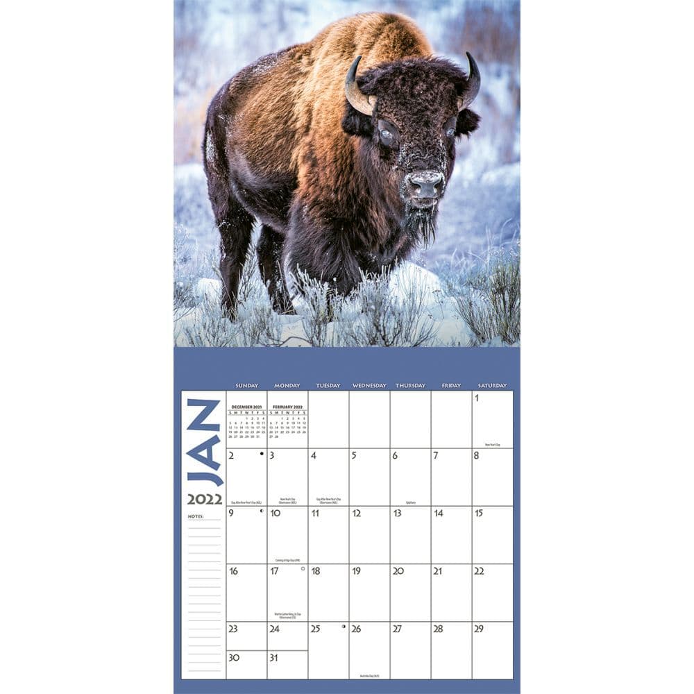 Bison Schedule 2022 Wildlife 2022 Wall Calendar Sv - Calendars.com