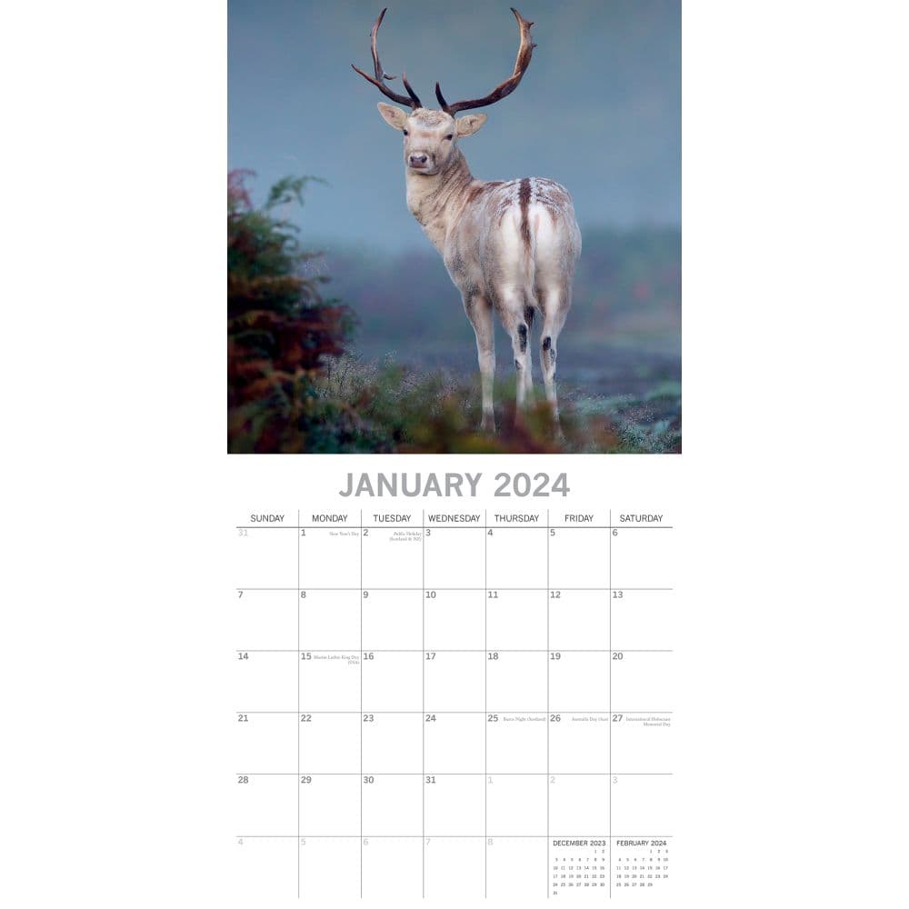 Country Wildlife 2024 Wall Calendar Second Alternate Image width=&quot;1000&quot; height=&quot;1000&quot;