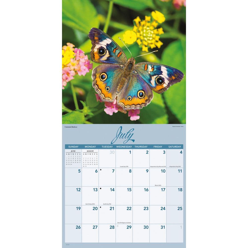 Butterflies Special Value 2026 Wall Calendar Third Alternate Image