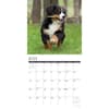 image Just Bernese Mountain Puppies 2025 Wall Calendar