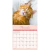 image Naptime 2025 Wall Calendar Fourth Alternate Image width=&quot;1000&quot; height=&quot;1000&quot;