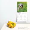 image Bearded Collies 2024 Wall Calendar Third Alternate Image width=&quot;1000&quot; height=&quot;1000&quot;