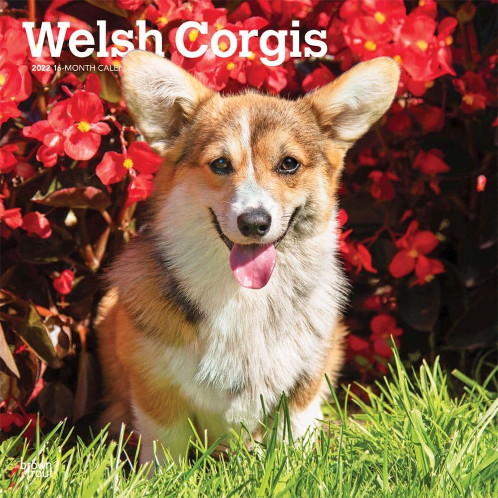 Welsh Corgis 2022 Wall Calendar