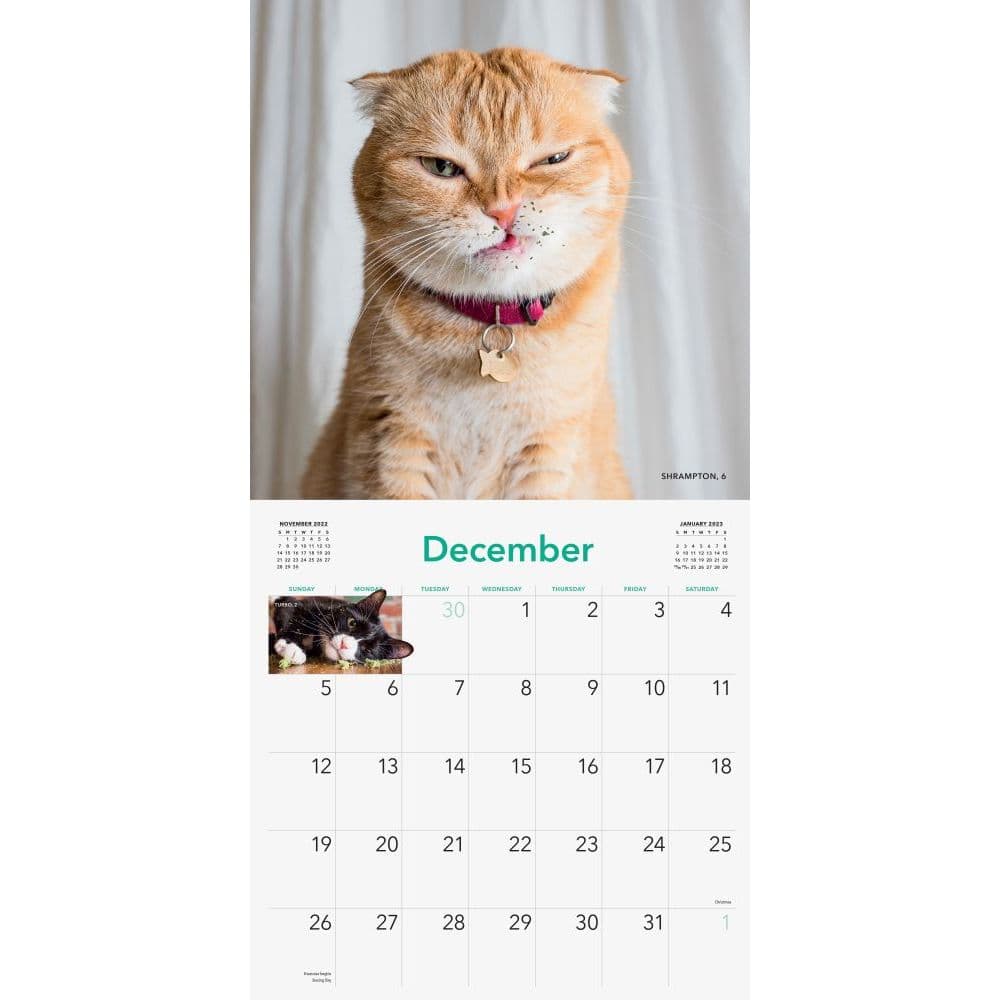 Cats on Catnip 2022 Wall Calendar - Calendars.com