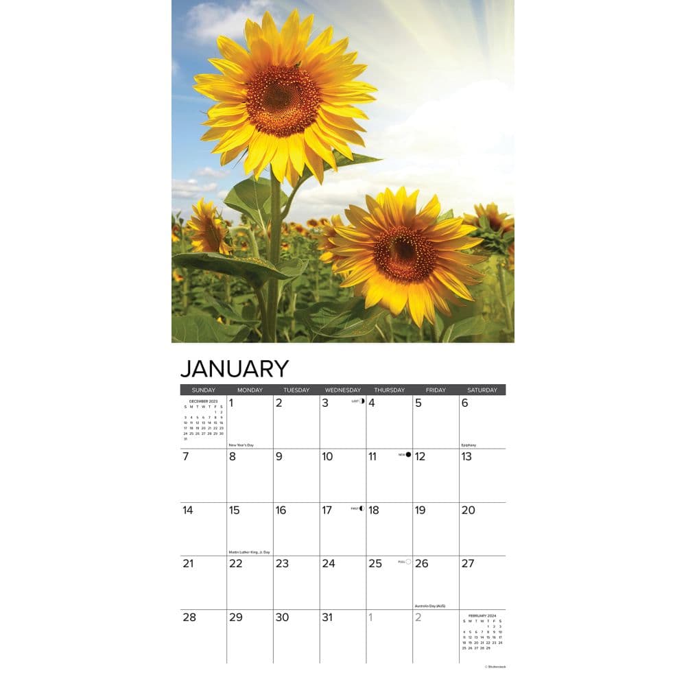 Sunflowers 2024 Wall Calendar Calendars Com   A25bcfc7 6020 45fc B8ef Be2a2f227de4