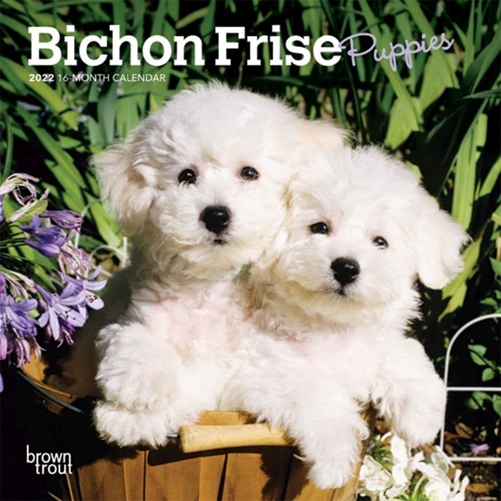 Bichon Frise Puppies 2022 Mini Wall Calendar