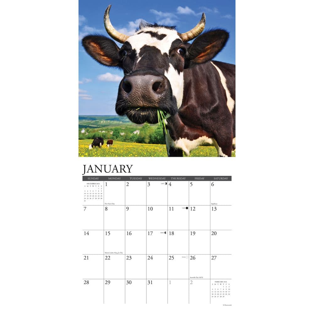 Just Cows 2025 Wall Calendar