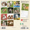 image Bulldog Puppies 2024 Mini Wall Calendar First Alternate Image width=&quot;1000&quot; height=&quot;1000&quot;
