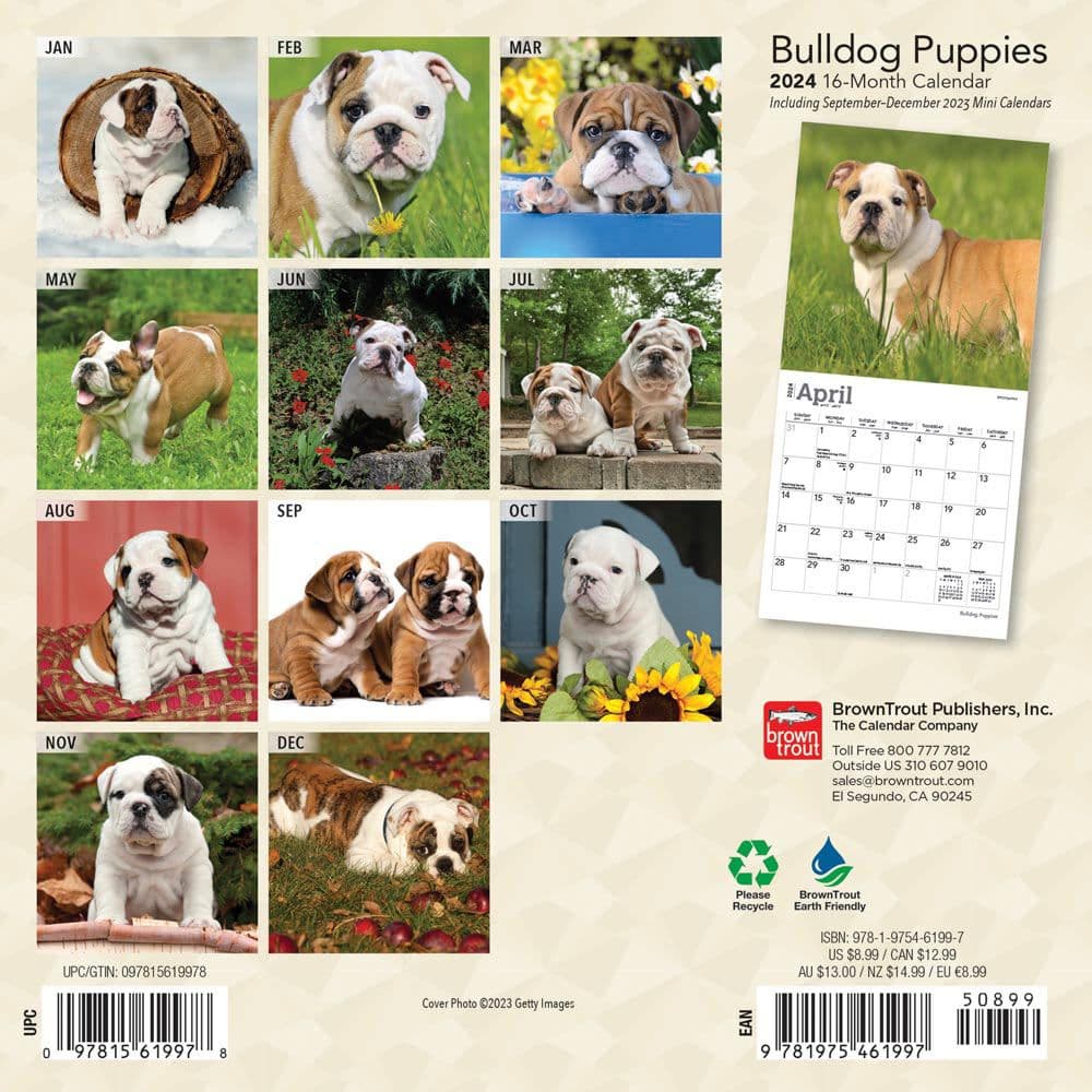 Bulldog Puppies 2024 Mini Wall Calendar First Alternate Image width=&quot;1000&quot; height=&quot;1000&quot;