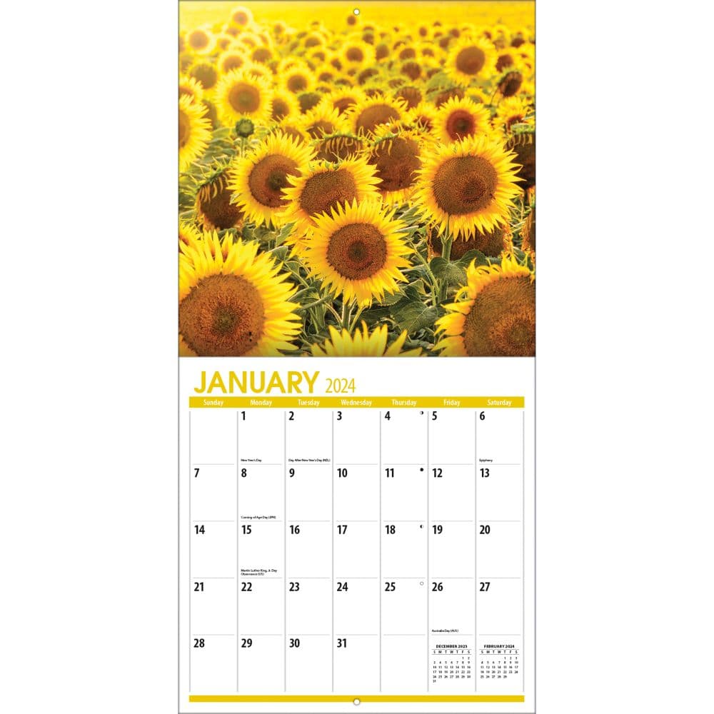 Sunflowers 2024 Wall Calendar Alternate Image 2