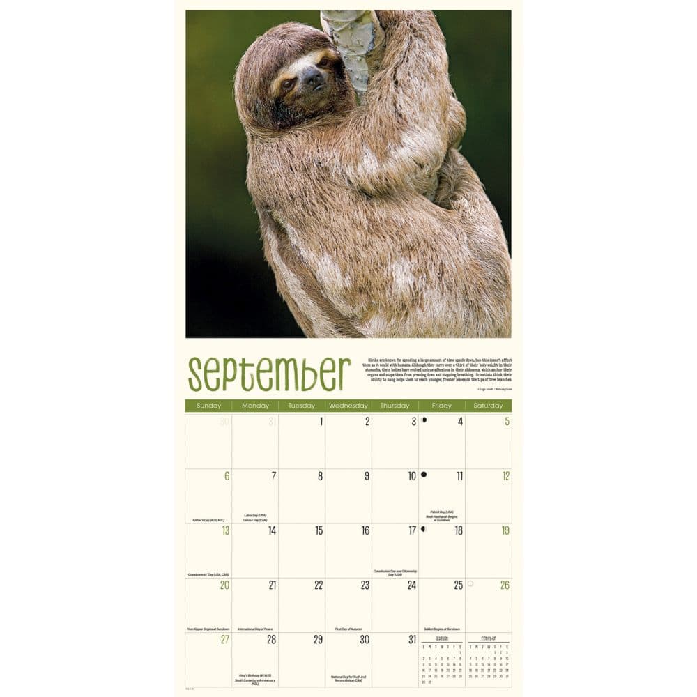 Sloth Life 2026 Wall Calendar Fourth Alternate Image