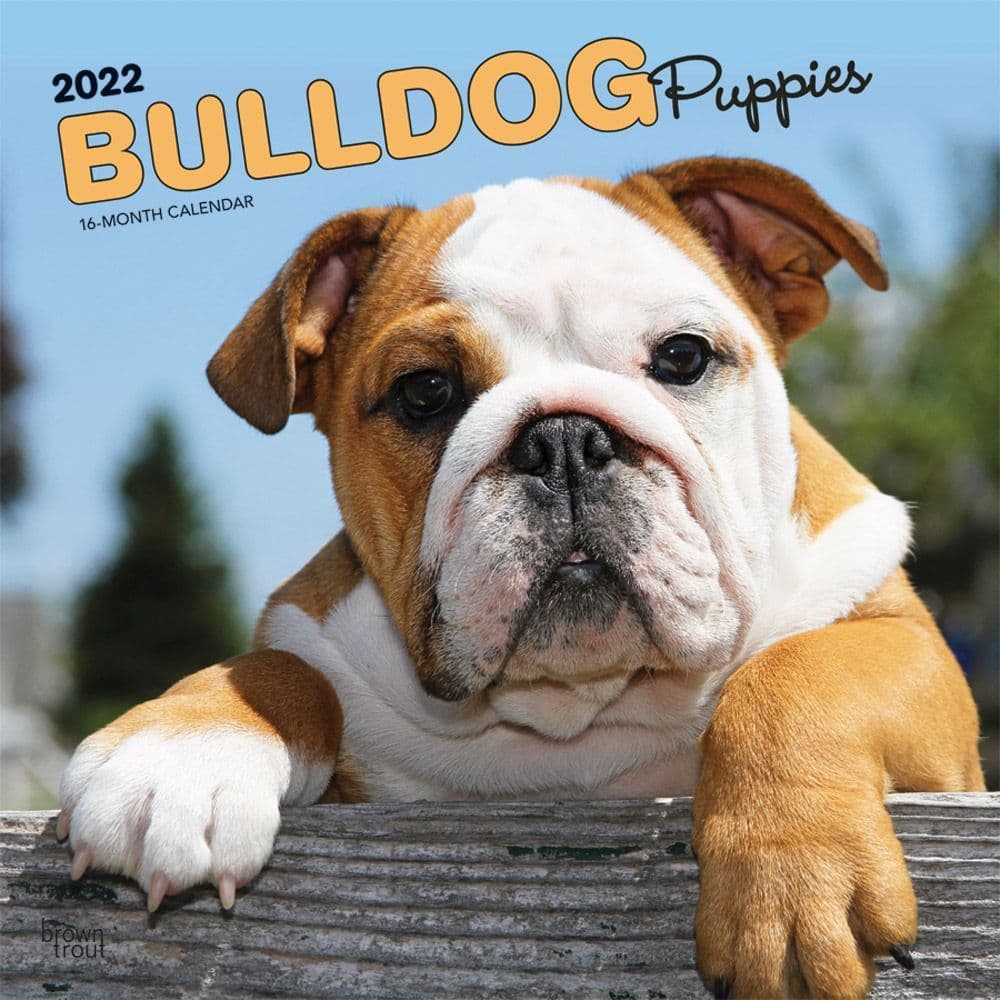 Bulldog Puppies 2022 Wall Calendar - Calendars.com