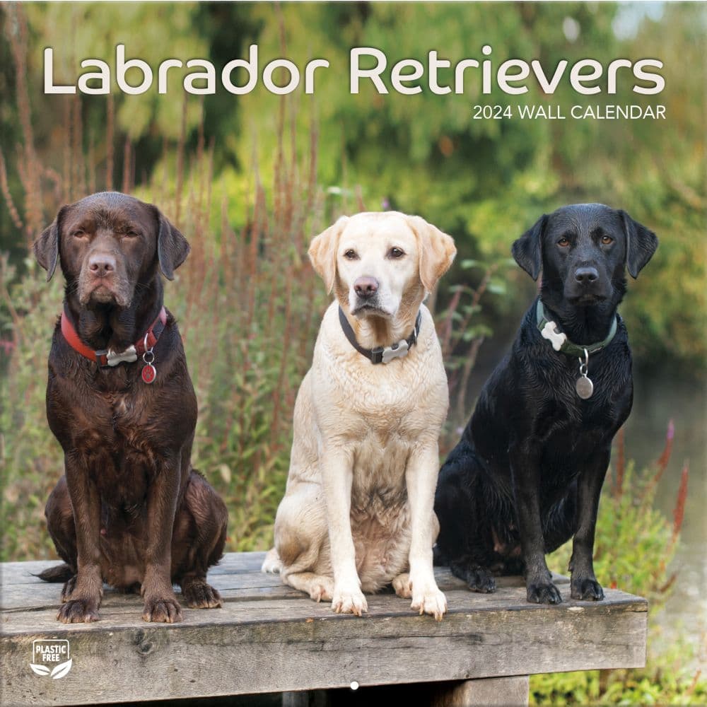 Labrador Retrievers Photo 2024 Wall Calendar