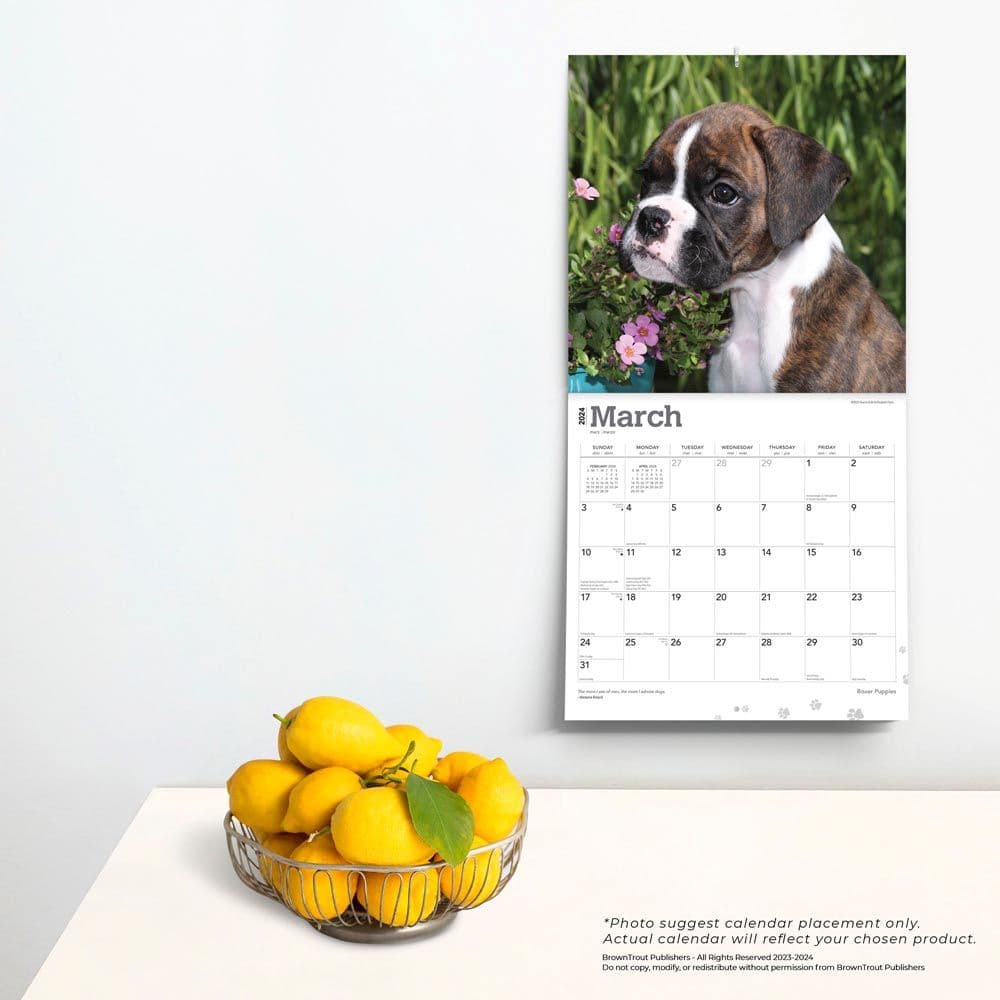 Boxer Puppies Wall 2024 Desk Calendar