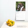 image Boxer Puppies Wall 2024 Desk Calendar Alternate Image 3