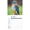 image Birds Feathered Friends 2024 Wall Calendar Third Alternate Image width=&quot;1000&quot; height=&quot;1000&quot;