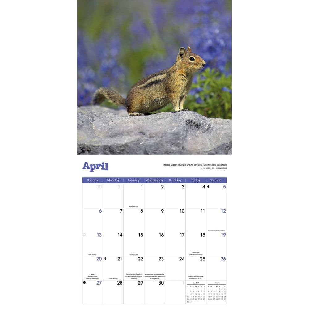 Squirrels 2025 Wall Calendar Second Alternate Image width=&quot;1000&quot; height=&quot;1000&quot;