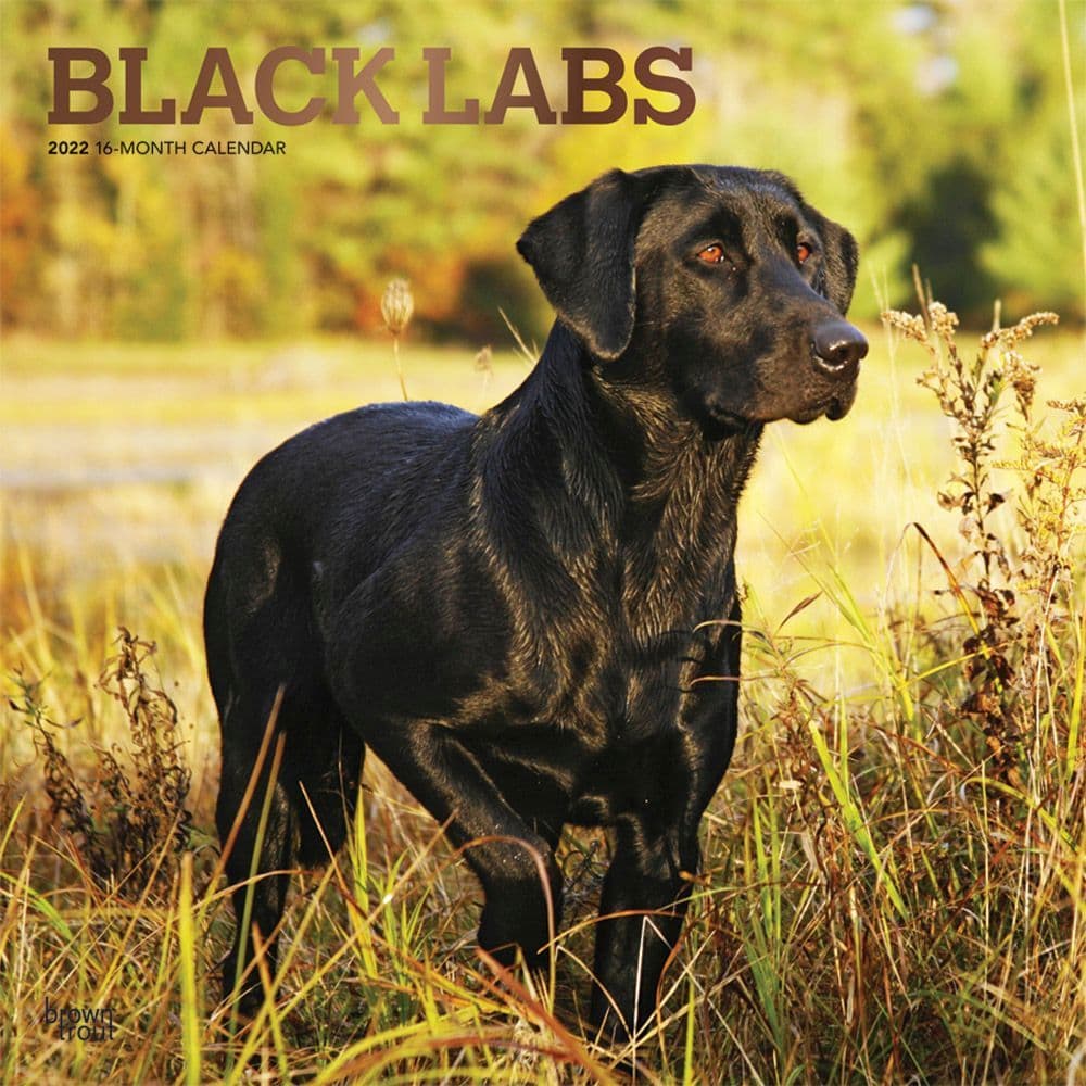 Black Labrador Retrievers 2022 Calendar | Dog-Calendars.com