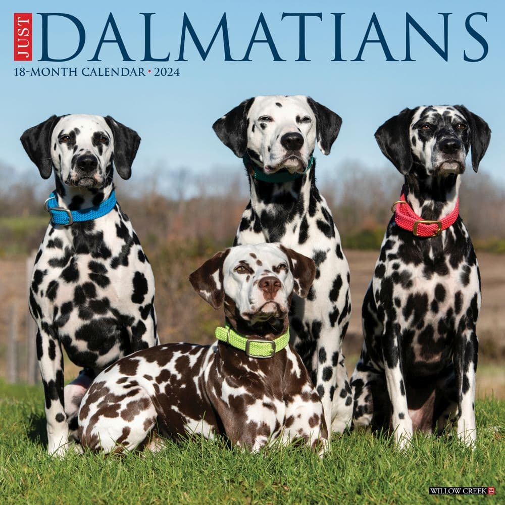 Just Dalmatians 2024 Wall Calendar