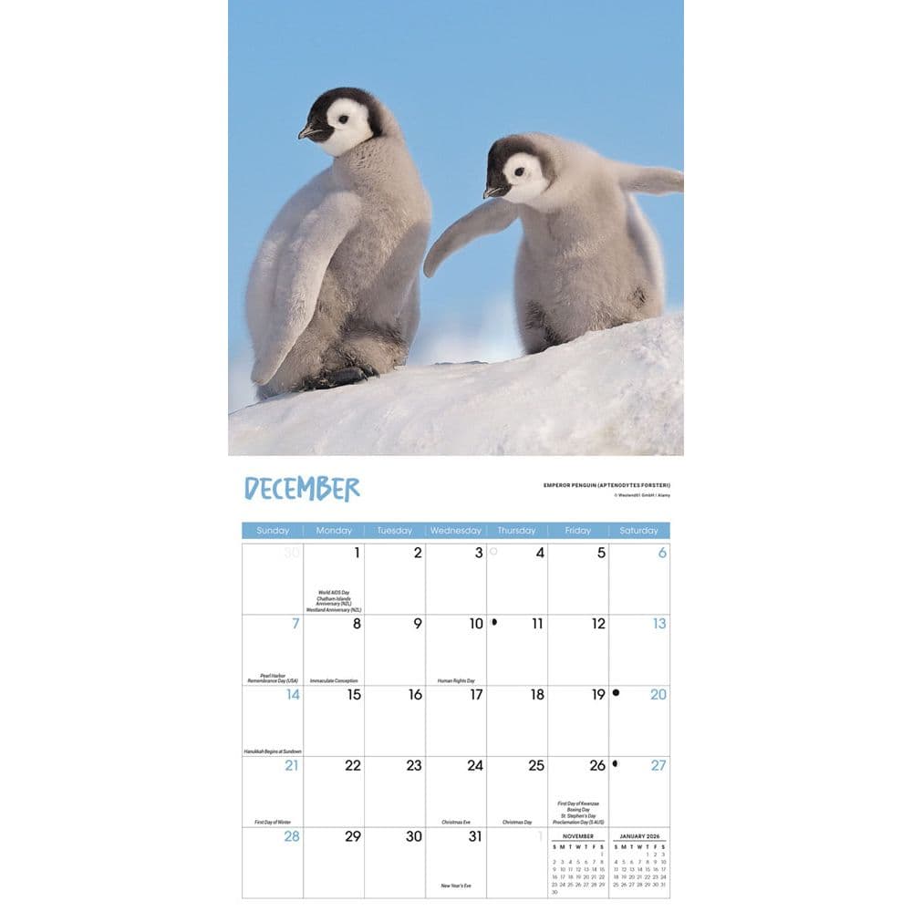 Baby Animals 2025 Mini Wall Calendar Fourth Alternate Image width=&quot;1000&quot; height=&quot;1000&quot;