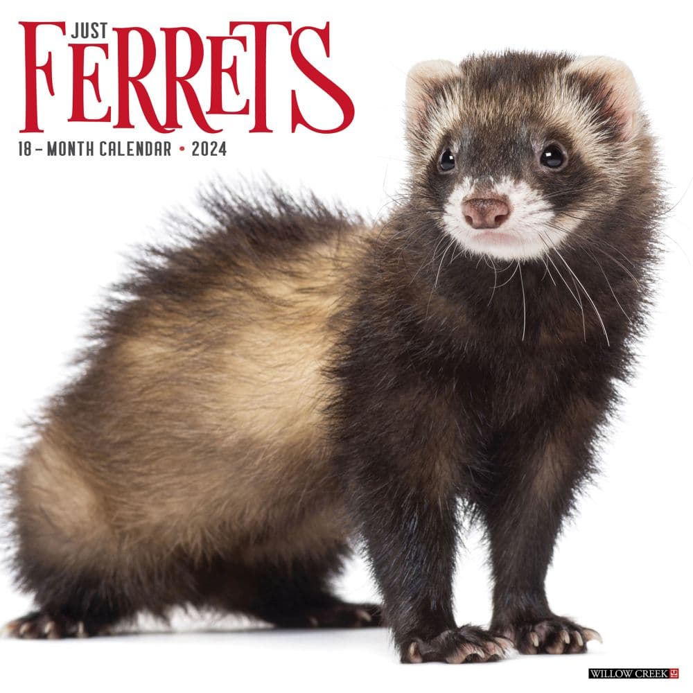 Ferrets 2024 Wall Calendar - Calendars.com