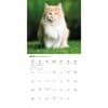 image Maine Coon Cats 2026 Wall Calendar Third Alternate Image