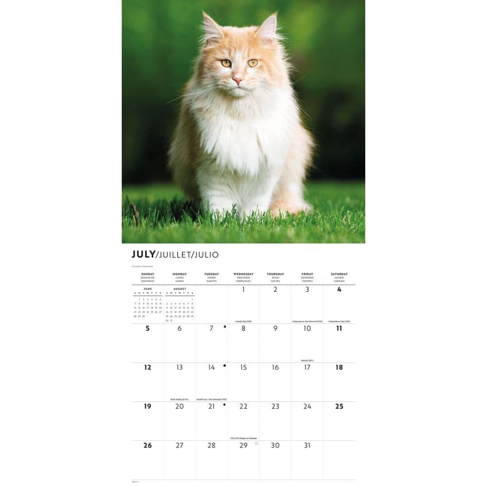 Maine Coon Cats 2026 Wall Calendar Third Alternate Image