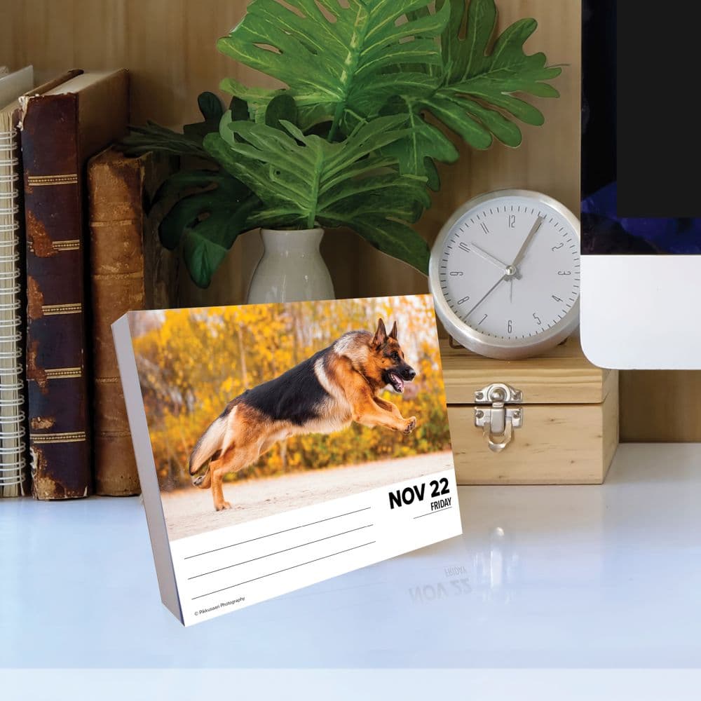 Just German Shepherds 2024 Desk Calendar