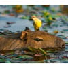 image Capybara WWF 2025 Wall Calendar Third Alternate Image width=&quot;1000&quot; height=&quot;1000&quot;