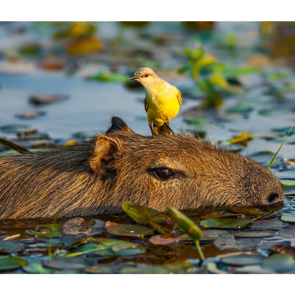 Capybara WWF 2025 Wall Calendar Third Alternate Image width=&quot;1000&quot; height=&quot;1000&quot;