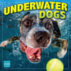 image Underwater Dogs 2026 Wall Calendar_Main Image