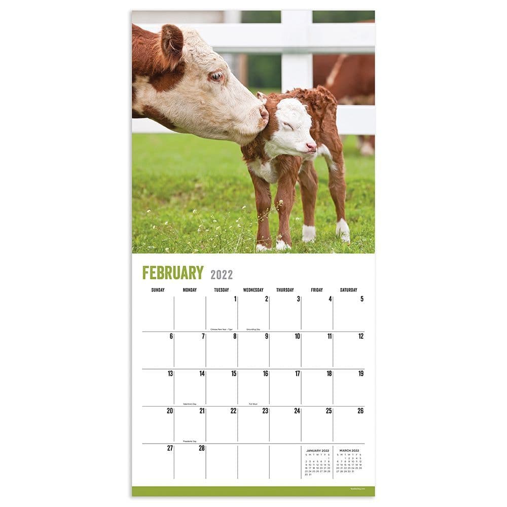 Baby Cows 2022 Wall Calendar - Calendars.com