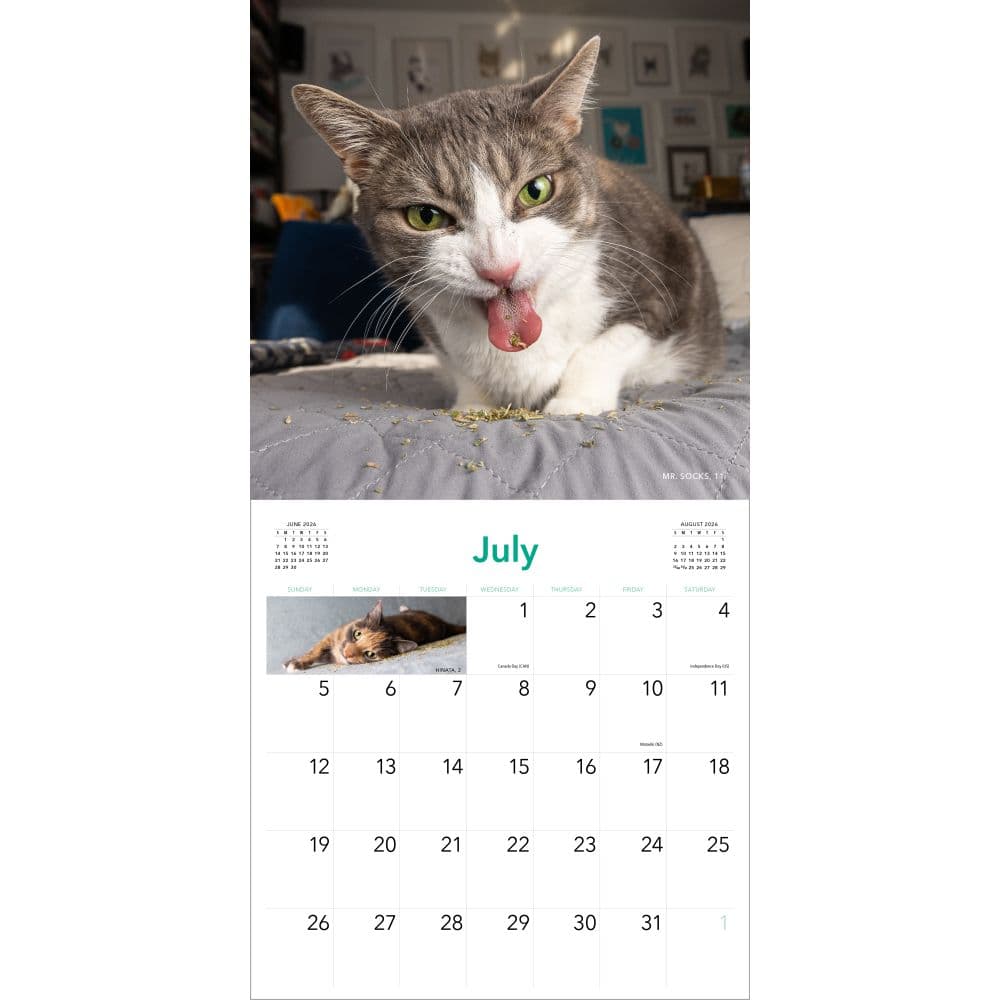 Cats on Catnip 2026 Wall Calendar Third Alternate Image