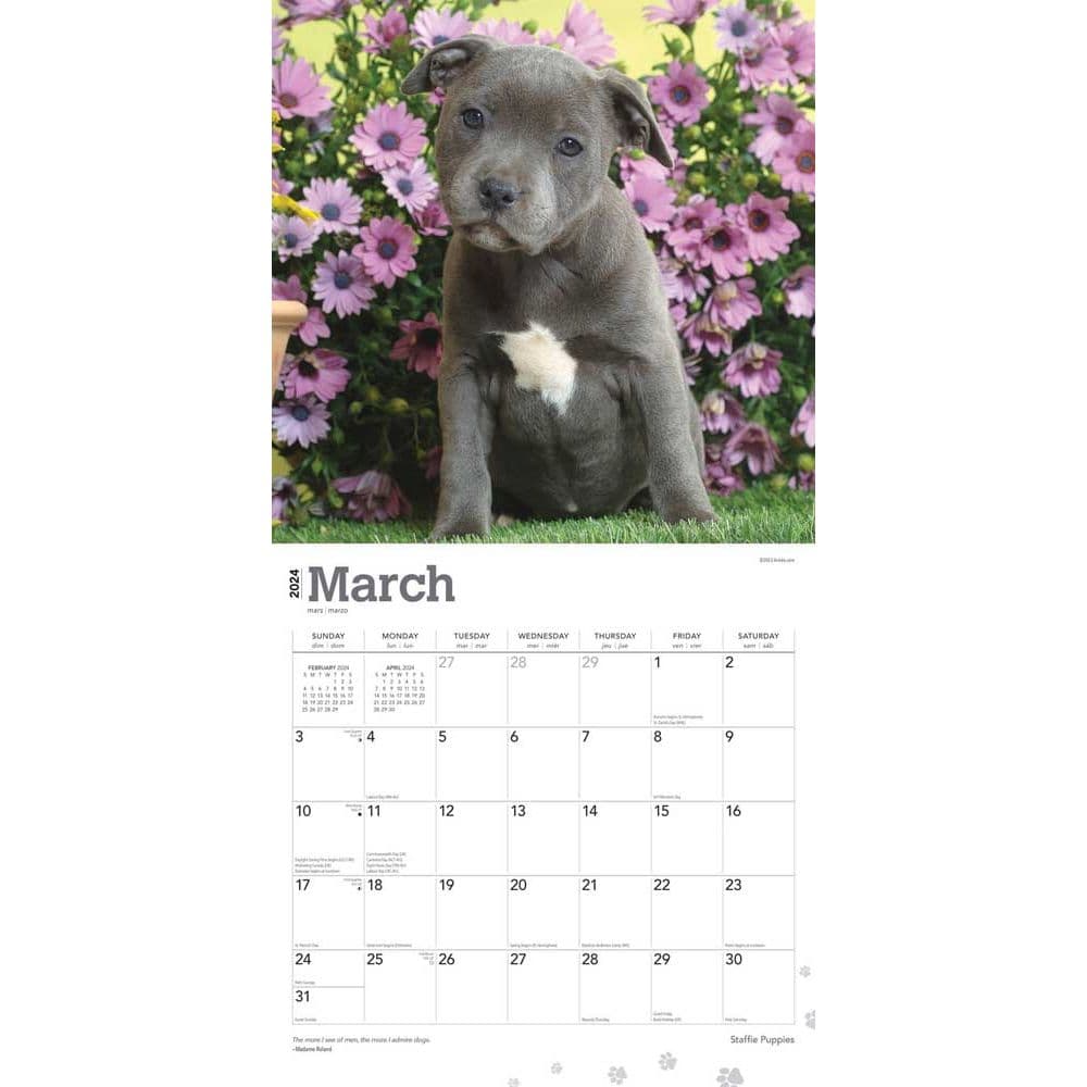 Staffordshire Bull Terrier Puppies 2024 Wall Calendar Second Alternate Image width=&quot;1000&quot; height=&quot;1000&quot;