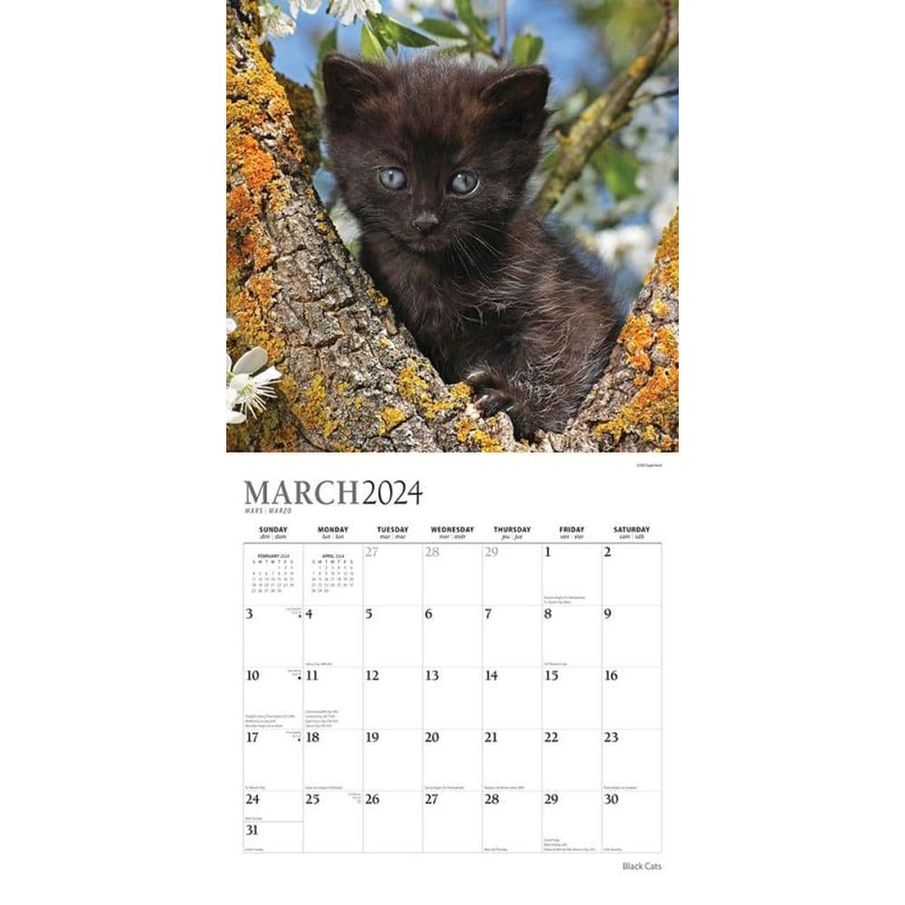 Black Cats 2024 Wall Calendar Second Alternate Image width=&quot;1000&quot; height=&quot;1000&quot;