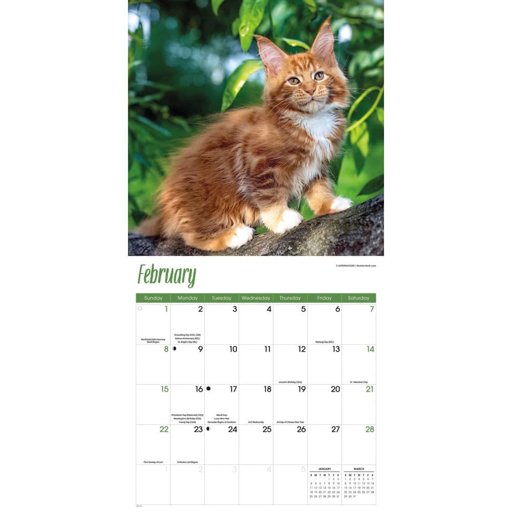 Just Maine Coon Cats 2026 Wall Calendar Second Alternate Image