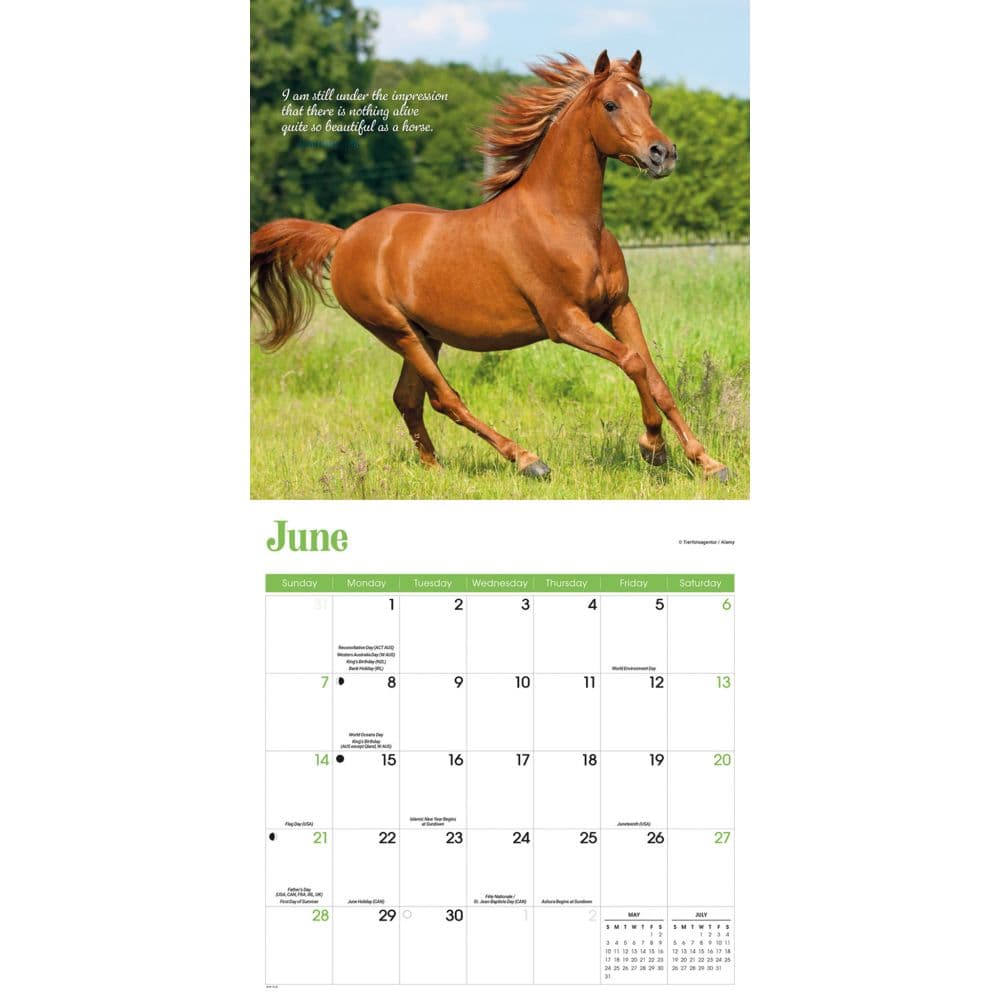 Horse Lovers Special Value 2026 Wall Calendar Third Alternate Image