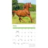 image Horse Lovers Special Value 2026 Wall Calendar Third Alternate Image