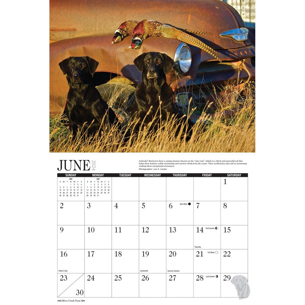 Labs Afield 2024 Wall Calendar