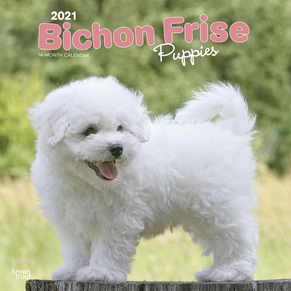 Bichon Frise Puppies Wall Calendar