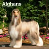 image Afghans 2024 Wall Calendar Main Product Image width=&quot;1000&quot; height=&quot;1000&quot;