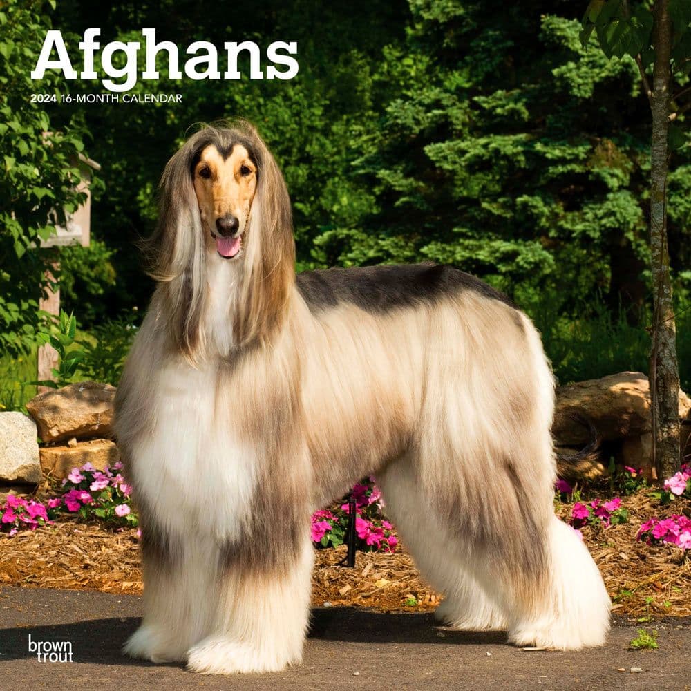 Afghans 2024 Wall Calendar Main Product Image width=&quot;1000&quot; height=&quot;1000&quot;